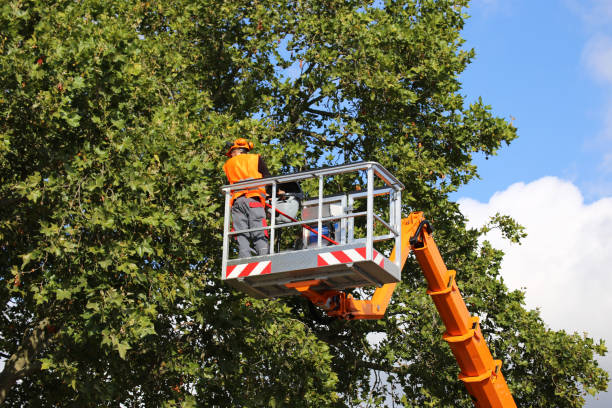 How Our Tree Care Process Works  in Northgate, OH